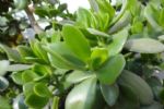 8种花卉，“大户人家”最爱养，好看好养不说，主要寓意好