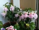 这种花，花瓣开的像“灯笼”，掐根枝条就能活，3个月花瓣开满盆