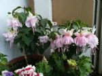 这种花，花瓣开的像“灯笼”，掐根枝条就能活，3个月花瓣开满盆
