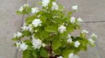 茉莉花黄叶又掉花苞？可能做了三件事，要多注意！