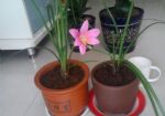 果蔬吃剩别扔，这样制成水溶肥养花浇花，可驱蚊杀菌、增添营养