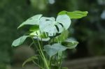 最干净的10种“叶子花”，耐阴，不招虫，养在屋里真清凉！