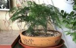 如何盆栽文竹，养成老桩盆景愉悦自己？4点做到位，效果一级棒