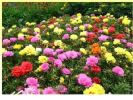 3种漂亮花，好看又好养，一月只浇一次水，40℃也生机勃勃