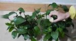盆栽植物：新手小白学着用它制肥养花，1个月2瓶盖就够了