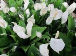 这3种花容易“泛滥成灾”，喜水疯长寓意好，大户人家最爱养