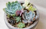 没有养过花？8月还想给多肉盆栽换土？学会2点植株平安过四季