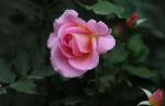 家里养这3种花，不仅顺着墙爬，还能四季赏花