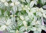 厨房养什么花好？3种花生命力顽强，适应能力好，还能吸油烟
