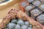 网上买的“七彩玉露”，养了半年，就是不见长，原来是刷油漆了