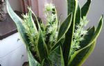 3种花，开花寓意好，遇水就疯长，好养又漂亮，养一盆显档次