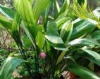 秋天养几盆观叶植物，绿油油的很漂亮，越养空气越干净