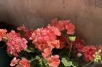 都说“它”是开花劳模，都是假的，养护不到位，只开三五朵花