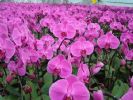 公认难养的4种花，养花大神难养好，新手选择要慎重！