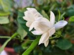 秋天干燥，家里养盆“润心”花，养生对身体好