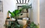 卫生间搁置哪些花草合适？此3款能除异味！盆栽还好看又好养