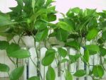 新手养花，选什么植物好？老花农来帮忙