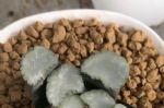 又贵又小的多肉万象，值不值得养？真心喜欢，养几棵也不错