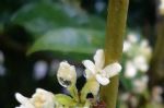 九月份养桂花，5个要点要记牢，不然花叶掉光了，只剩光杆