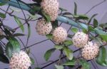 球兰，被誉为“雪梅”！室内盆栽注意4个细节，冬季照旧开花