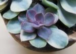 买多肉雅乐之舞、黑王子、紫珍珠，得擦亮眼，不然就被药锦骗了