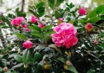 茶花：花型美、花量大，盆栽注意3点就不用担心长势差的问题了