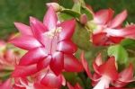 花市买的蟹爪兰，买回家“这么养”，迅速生长，花期开花翻3倍
